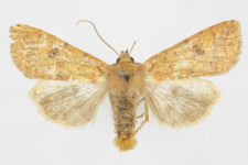 Agrochola circellaris