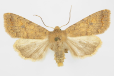 Agrochola circellaris