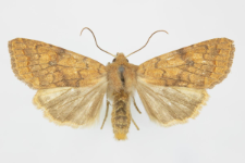 Agrochola circellaris