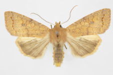 Agrochola circellaris