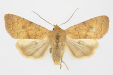 Agrochola circellaris