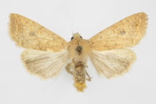 Agrochola circellaris