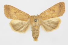 Agrochola circellaris