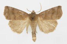 Ipimorpha retusa