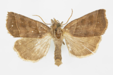 Ipimorpha retusa