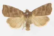 Ipimorpha retusa