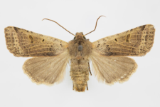 Agrochola lychnidis