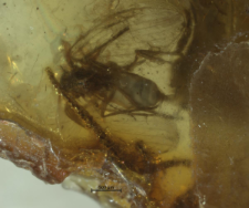 Psychodidae