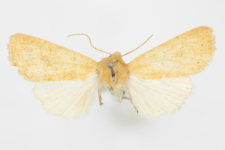 Xanthia gilvago
