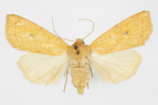 Xanthia gilvago