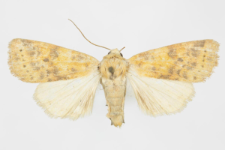 Xanthia gilvago