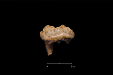 Ursus spelaeus
