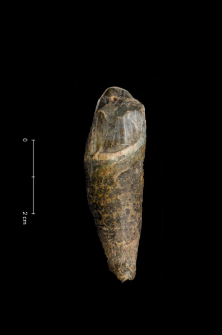 Ursus spelaeus