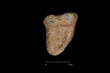Ursus spelaeus
