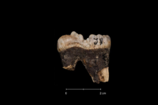 Ursus spelaeus