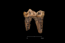 Ursus spelaeus