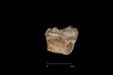 Ursus spelaeus