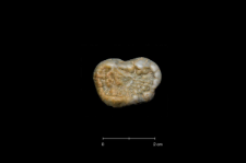 Ursus spelaeus