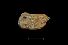 Ursus spelaeus