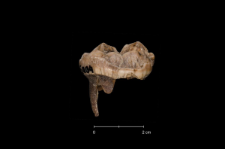 Ursus spelaeus