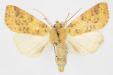 Xanthia gilvago
