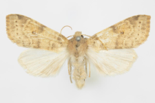 Xanthia gilvago