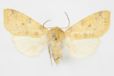 Xanthia gilvago