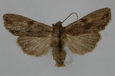 Lithophane socia