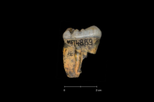 Ursus spelaeus
