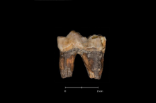 Ursus spelaeus