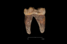 Ursus spelaeus