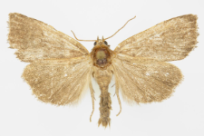 Ipimorpha contusa