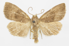 Ipimorpha contusa