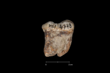 Ursus spelaeus