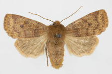 Conistra ligula