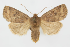 Conistra ligula