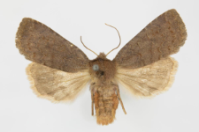 Conistra ligula
