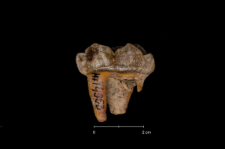Ursus spelaeus