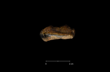 Ursus spelaeus