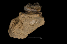 Ursus spelaeus