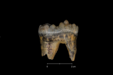 Ursus spelaeus