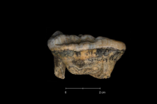 Ursus spelaeus