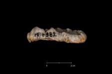 Ursus spelaeus