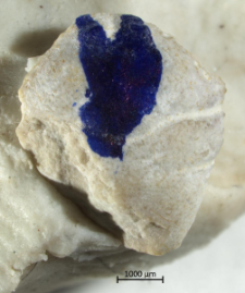 Goniodromites species