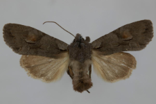 Lithophane furcifera