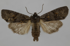 Lithophane furcifera