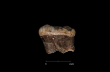 Ursus spelaeus