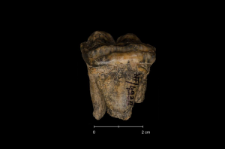 Ursus spelaeus