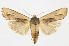 Xylocampa areola