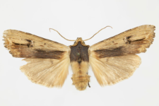 Xylocampa areola
